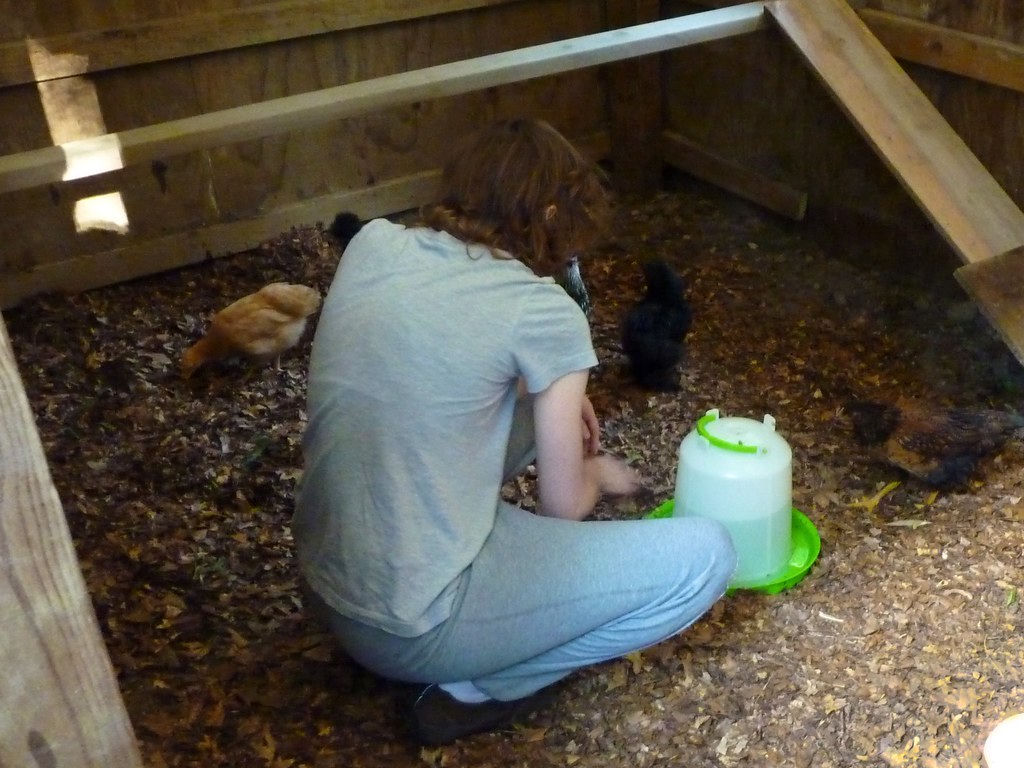 First night in the new coop