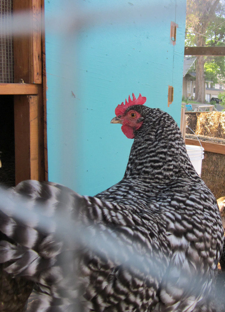 Urban Chicken