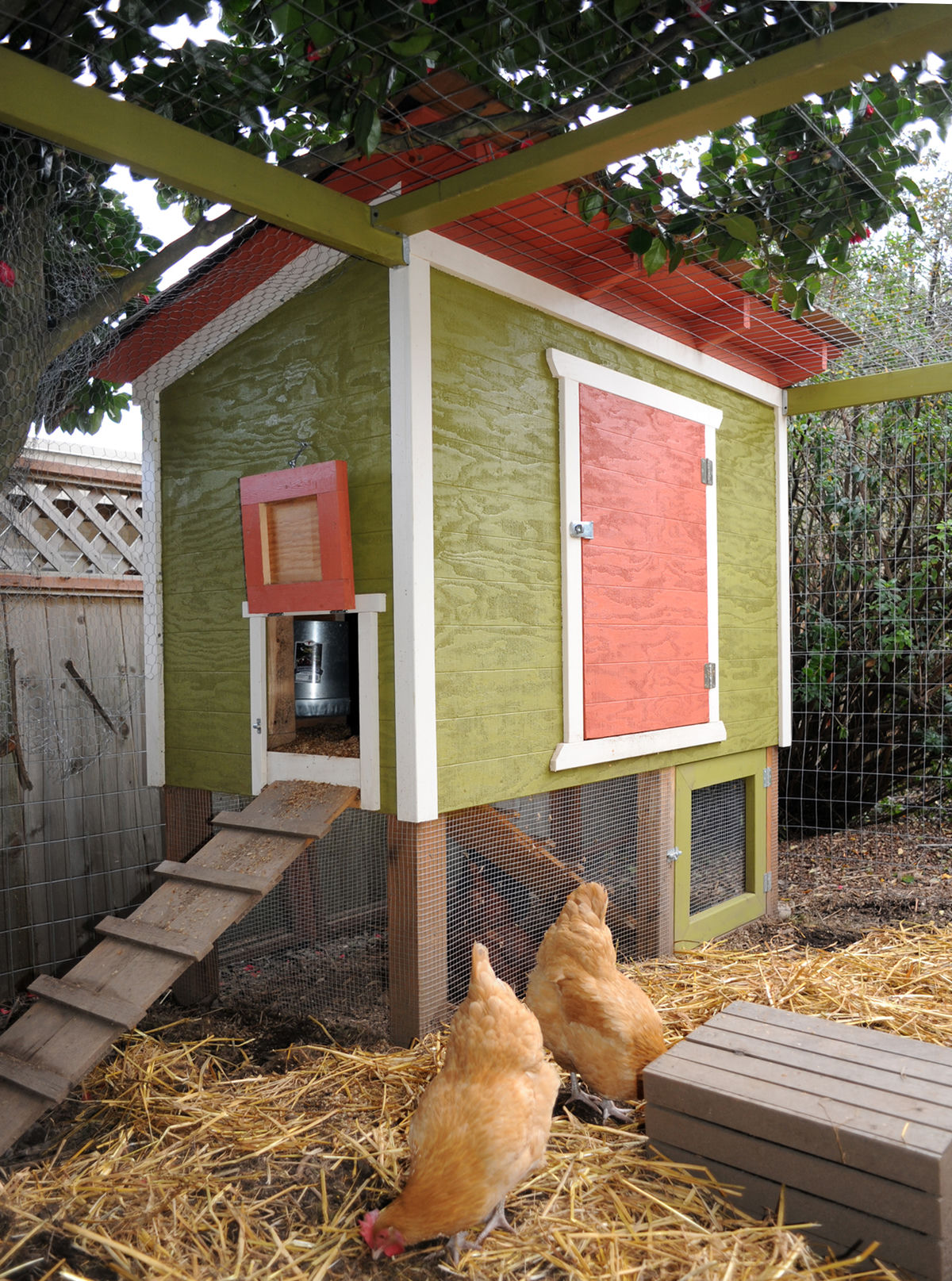 Seattle Chicken Coop and 2 Hens