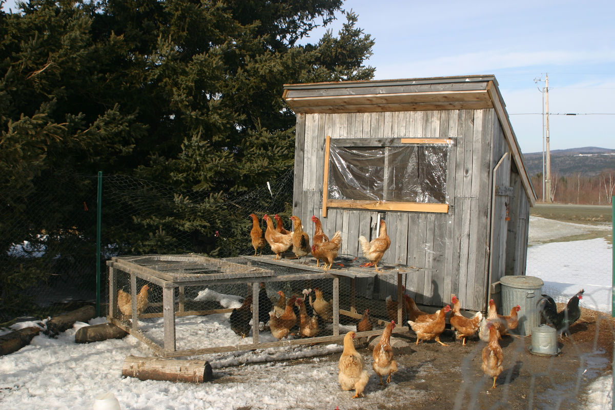 Chicken coop in winter