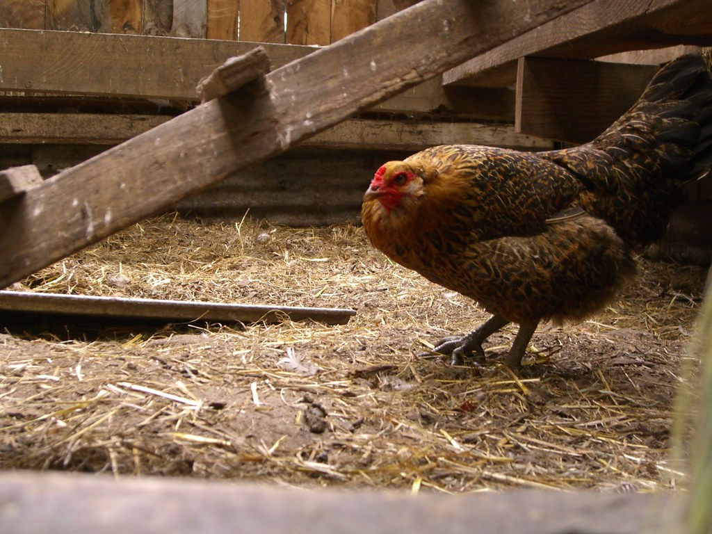 The approach of the chicken