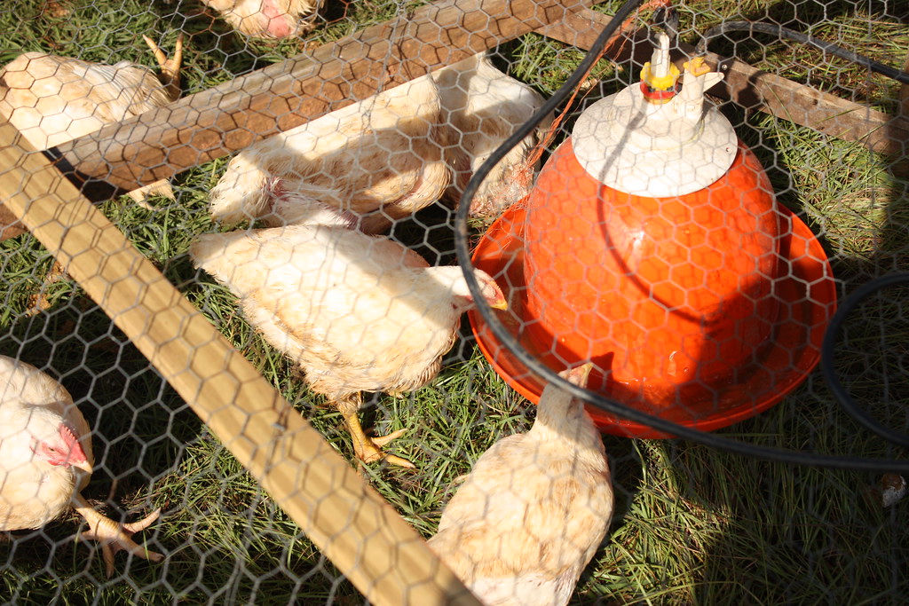 Chickens Drinking from Waterer on Small Farm