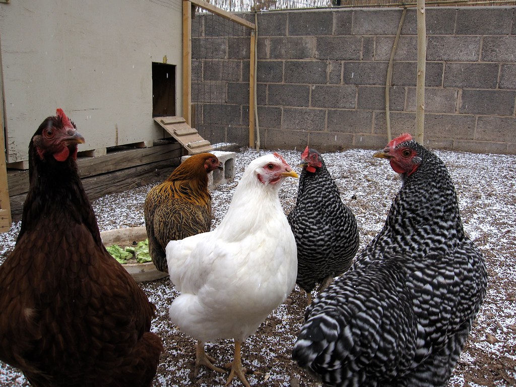 Chickens, hail-snow, and coop