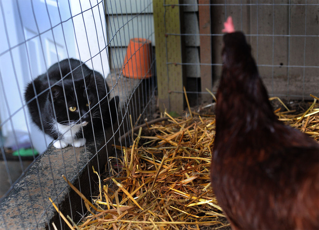 Our Chicken Coop
