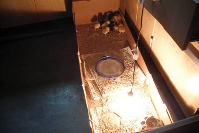Chicks in a wooden brooder box with a warm light