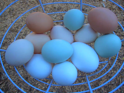 Blue and brown backyard eggs in a wire egg basket