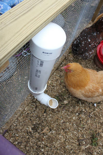 Homemade PVC pipe chicken feeder with a hen nearby