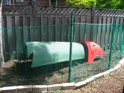 Plastic Eglu coop inside a green mesh chicken run