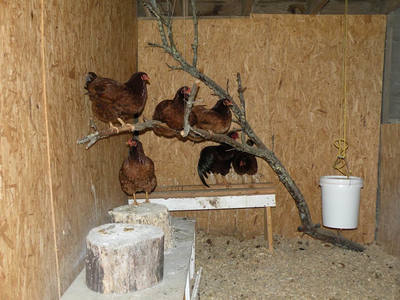 Hens roosting on a branch perch inside a wooden coop