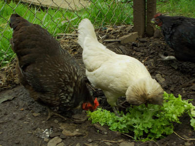 Backyard hens pecking at fresh lettuce in their run