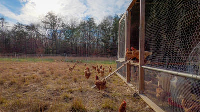 Hens ranging outside a large wire sided coop
