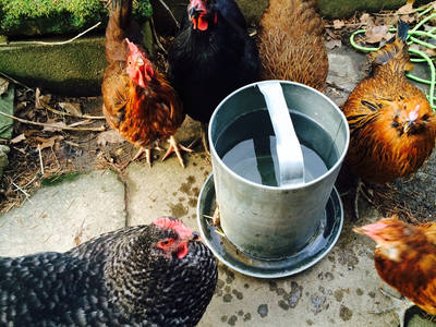 Hens gathered around a galvanized water fount