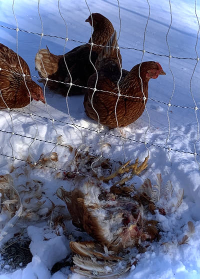 Hens standing in snow behind a wire fence